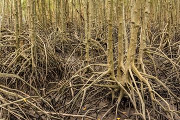 Mangrove forest