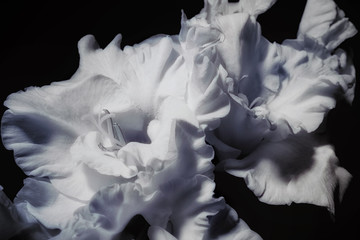 White gladiolus flower on a black background - 155418211