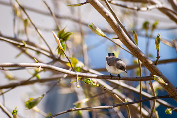 Sparrow sitting on a tree branch