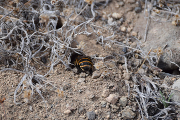 Burrowing banded bee - Porto Santo Island, Madeira Portugal