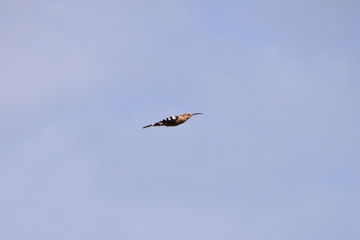 Hoopoe bird in flight, Porto Santo Island, Madeira, Portugal