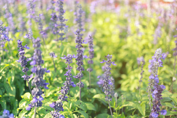 Fresh Lavender flower in the garden.
