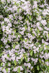 A magnificent backdrop of the many bright white apple blossoms