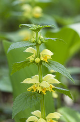 Yellow archangel plant