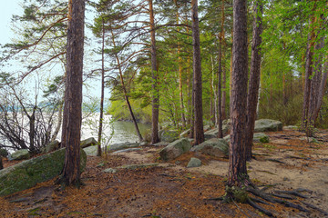 Pine forest on the shore of Lake Borovoe in the national park Burabai in Kazakhstan.