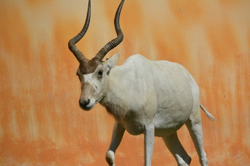 Antelope in the Zoo on desert wall background