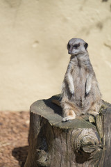 Sitting meerkat