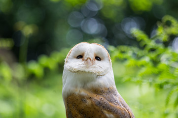 Barn owl looks up 