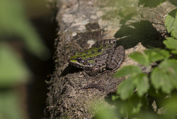 Grenouille verte