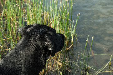 Black labrador puppy contemplates a swim