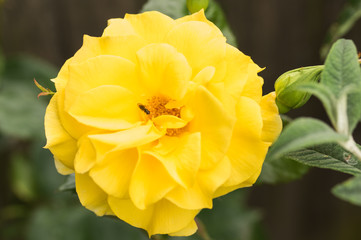 Yellow Rose