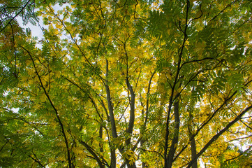 Bright sunshine through green leaves