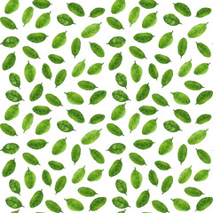 Watercolor hand drawn illustration seamless pattern background with leaves on white art