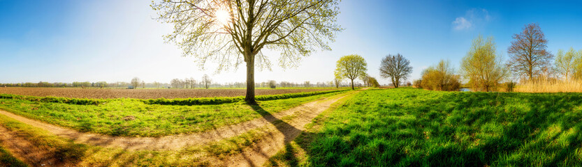 Landschaft im Frühling mit Feldweg und Baum bei Sonnenschein