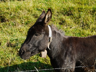 Donkey