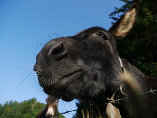 Donkey