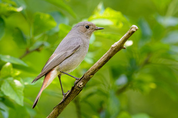 Hausrotschwanz Weibchen auf einem Ansitz bei der Nahrungssuche