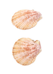 Sea shell isolated