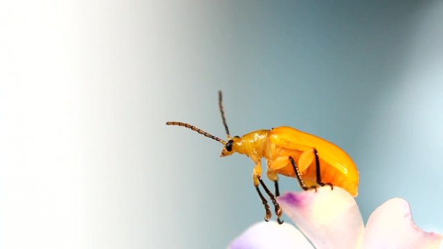 yellow squash beetle  on petal of orchid flower