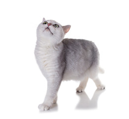 Green-eyed cat of breed  British Shorthair.Color Black Silver Shaded Isolated on white background