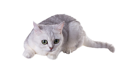 Green-eyed cat of breed  British Shorthair.Color Black Silver Shaded Isolated on white background