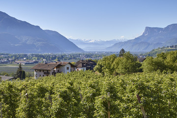 Weinberge von Algund