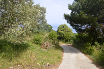 Fototapeta na wymiar Chemin de randonnée entre Vourliotes et Manoletes (Samos)