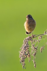 Stonechat Saxicola torquata sitting on dry grass at sunset. Young bird