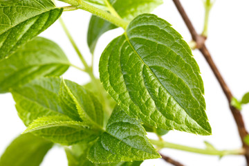Flower plant Hydrangea paniculata Siebold isolated on white background.