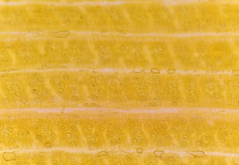 Plant cells background.