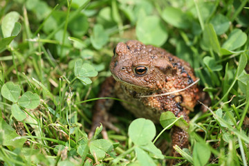 toad