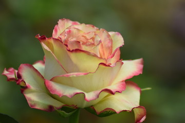 Multi color beautiful rose 