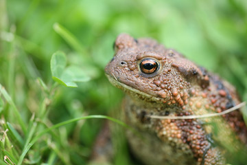 toad