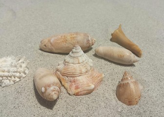 Seachells on sand background in Florida beach