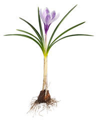 Crocus flower with root system photographed macro, isolated on white background.