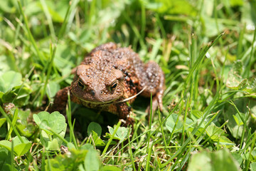 toad