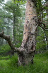 ホラー素材に使えそうな霧が出て富士樹海の大木