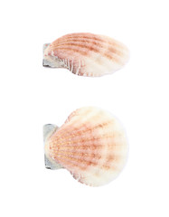 Sea shell isolated