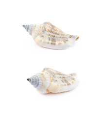 Sea shell isolated
