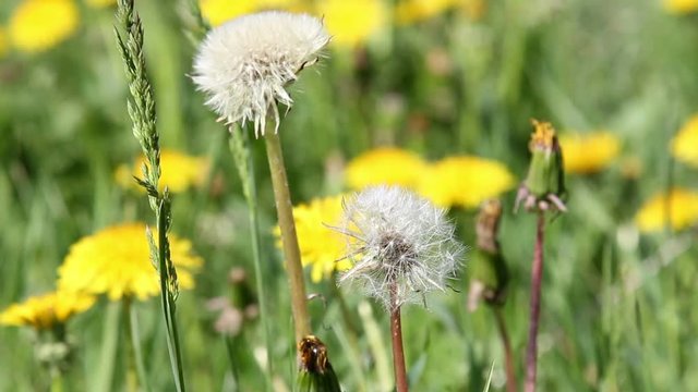 Air dandelions on spring field 