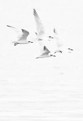 Gulls flying with white background - 155433473