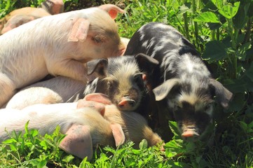 Funny piglets © Simun Ascic