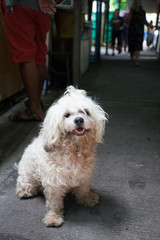 poodle dog stand in the market
