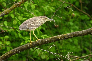 Funny bird on branch 
