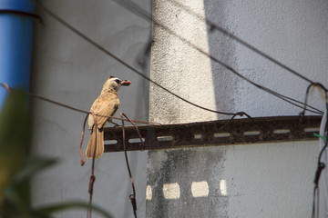 Single bulbul bird which has some food in mouth for its chick clutch on the clothes  line 
