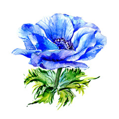 Wildflower anemone flower in a watercolor style isolated.