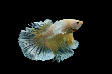 Capture the moving moment of siamese fighting fish isolated on black background. betta fish