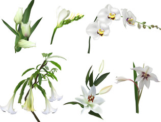 set of six isolated white flowers