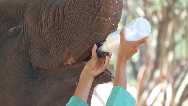 Female indian hands is feeding milk of a small elephant in zoo. Slow motion Close up