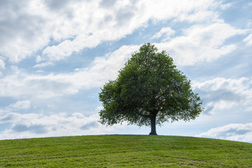 Fototapeta na wymiar Alone tree on green meadow and cloudy blue sky in summer